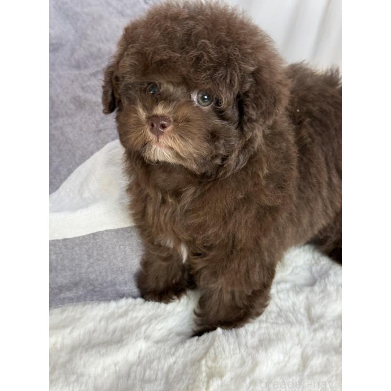 販売中の大阪府のトイプードル-444570の5枚目