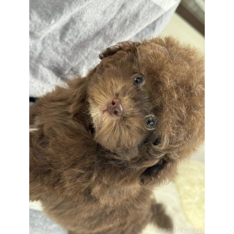 販売中の大阪府のトイプードル-444570の4枚目