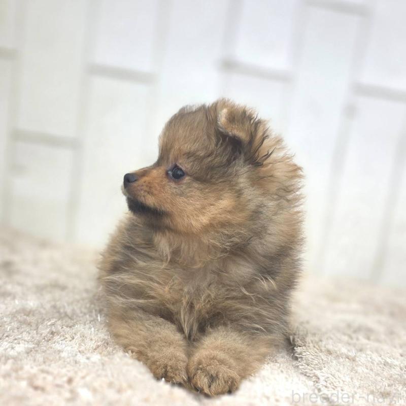 販売中の茨城県のポメラニアン-439499の30枚目