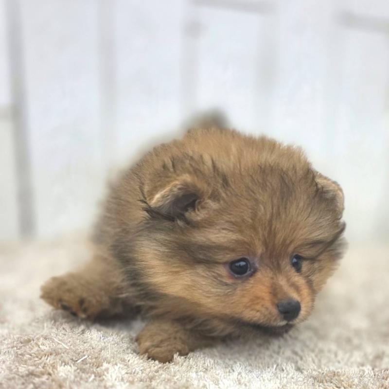 販売中の茨城県のポメラニアン-439499の29枚目