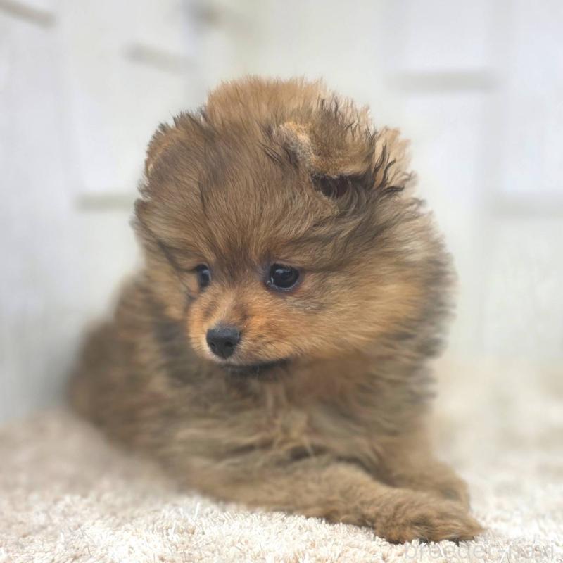 販売中の茨城県のポメラニアン-439499の28枚目