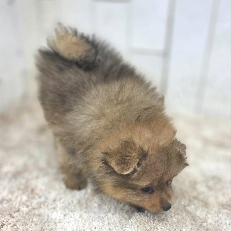 販売中の茨城県のポメラニアン-439499の27枚目