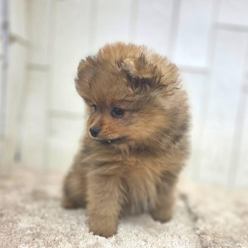 販売中の茨城県のポメラニアン-439499の26枚目