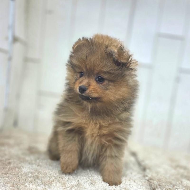 販売中の茨城県のポメラニアン-439499の25枚目