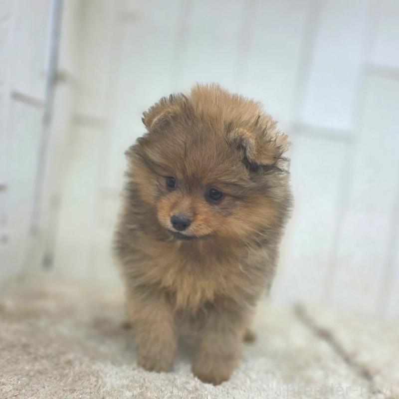 販売中の茨城県のポメラニアン-439499の24枚目