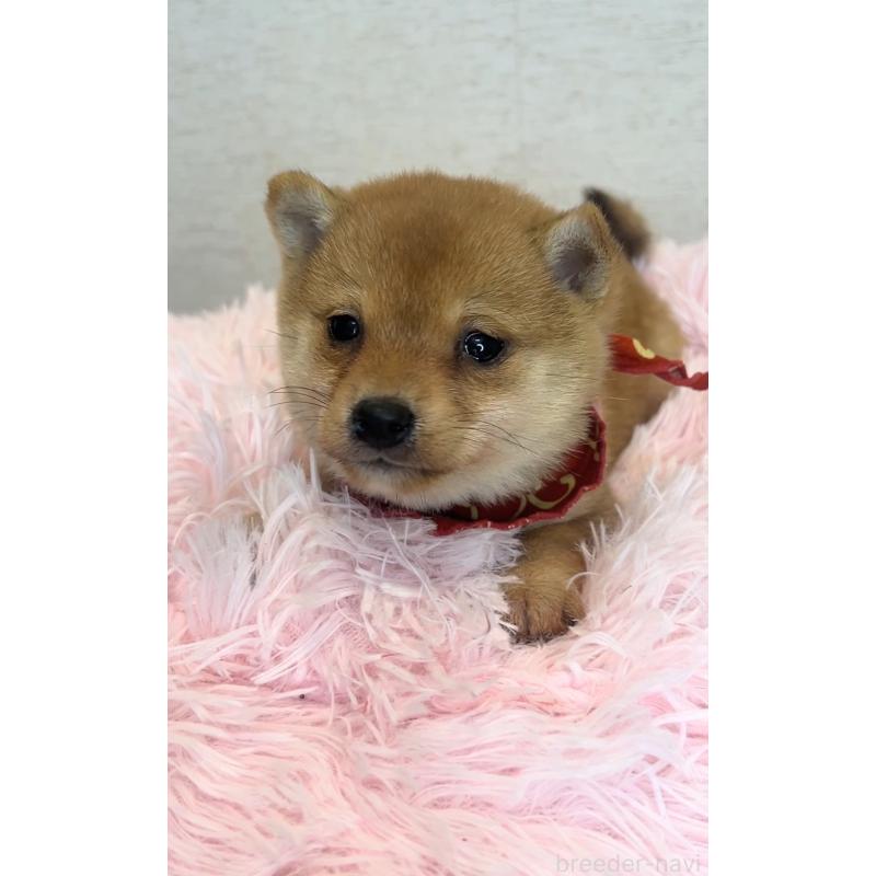 販売中の茨城県の豆柴-444571の5枚目