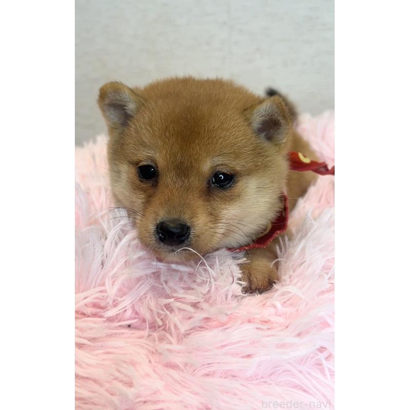 販売中の茨城県の豆柴-444571の4枚目