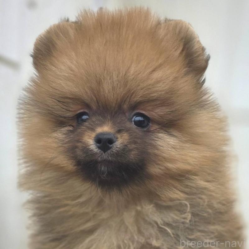 販売中の茨城県のポメラニアン-439502の34枚目