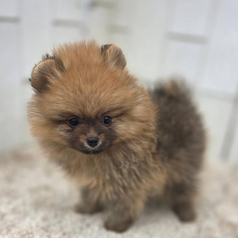 販売中の茨城県のポメラニアン-439502の32枚目