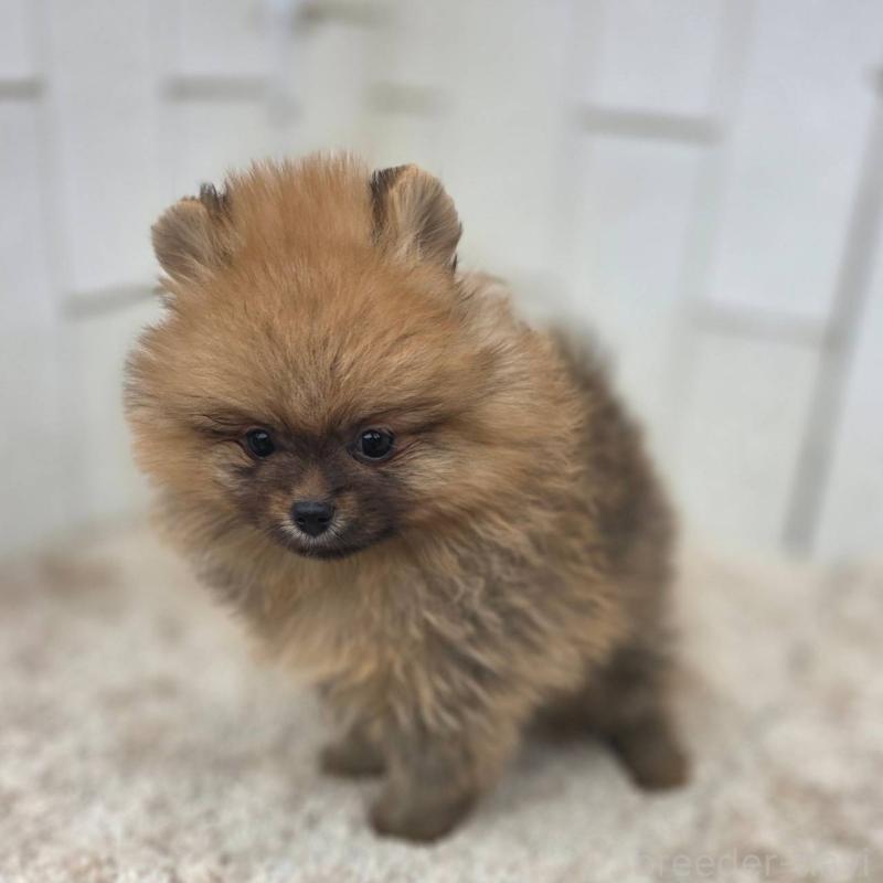 販売中の茨城県のポメラニアン-439502の31枚目