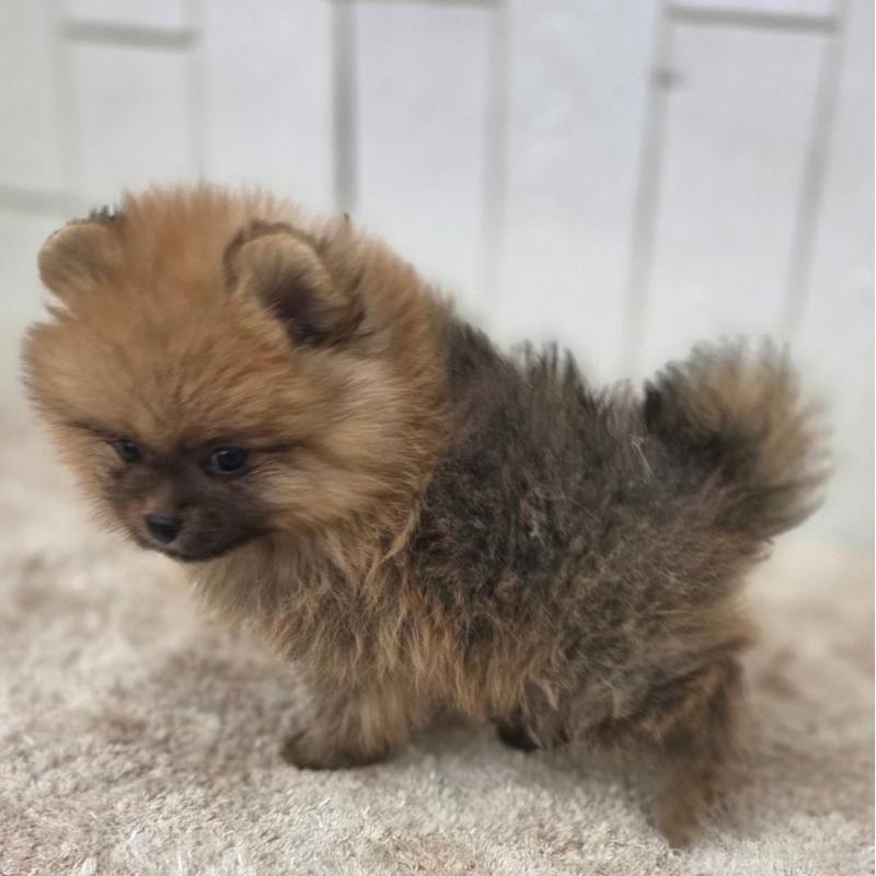 販売中の茨城県のポメラニアン-439502の30枚目