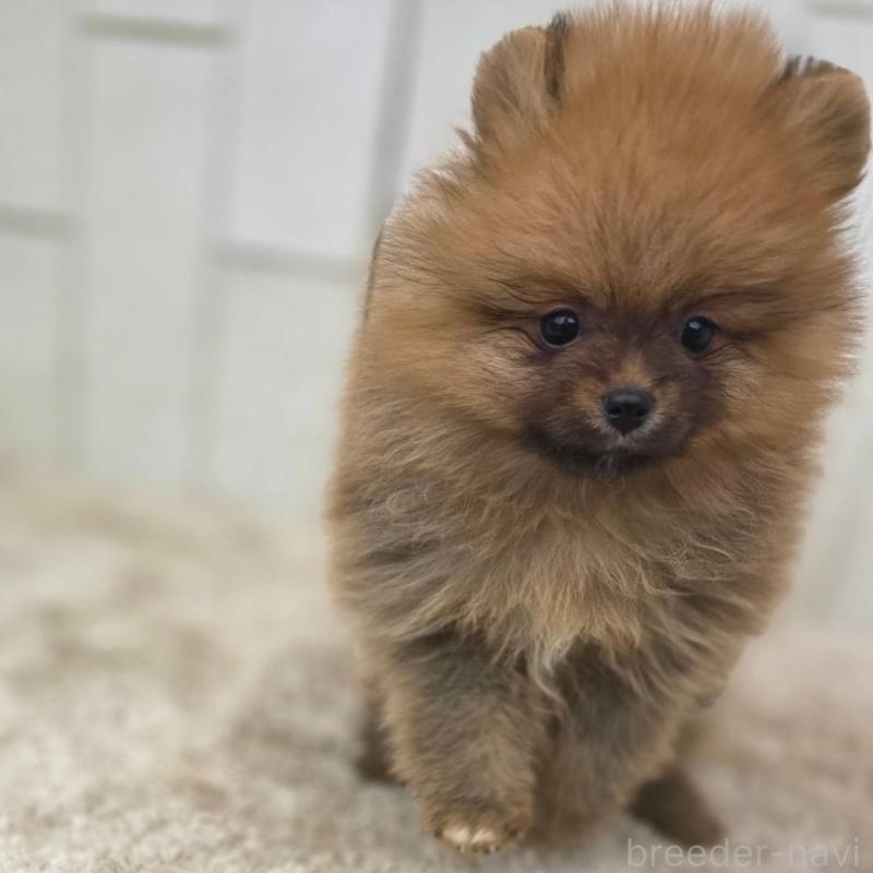 販売中の茨城県のポメラニアン-439502の29枚目