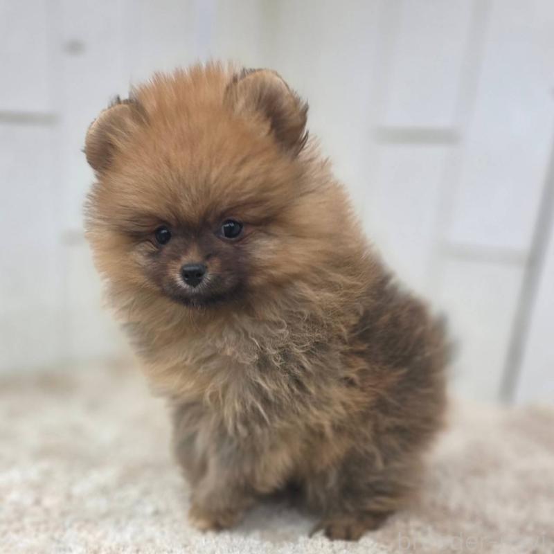 販売中の茨城県のポメラニアン-439502の28枚目