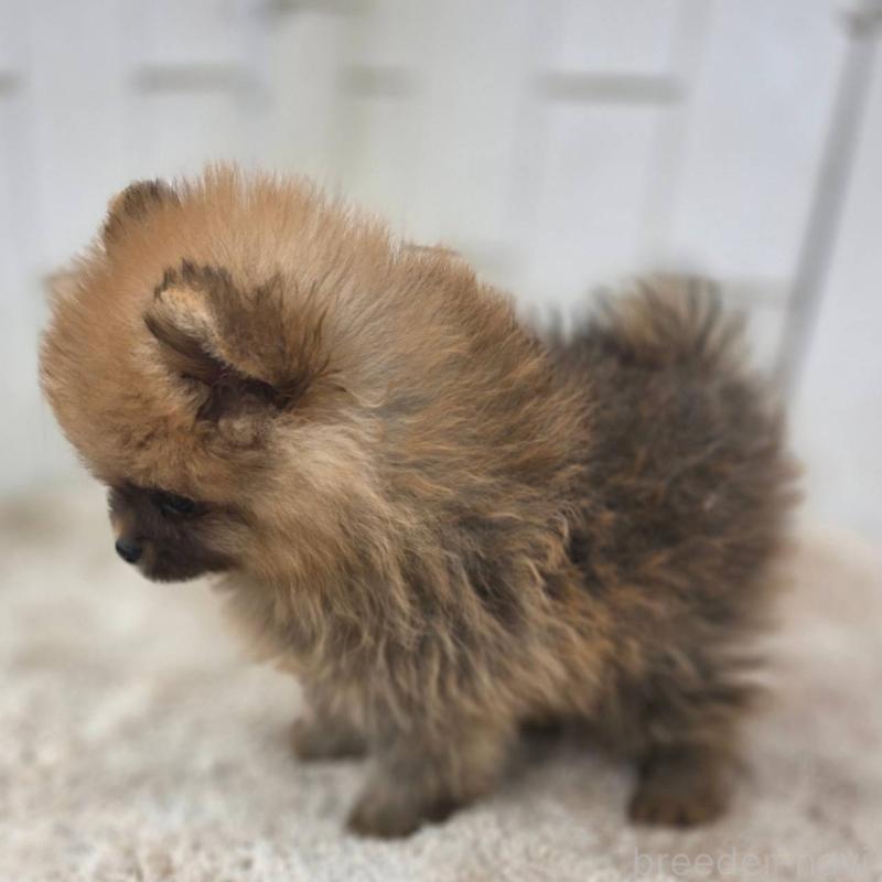 販売中の茨城県のポメラニアン-439502の27枚目