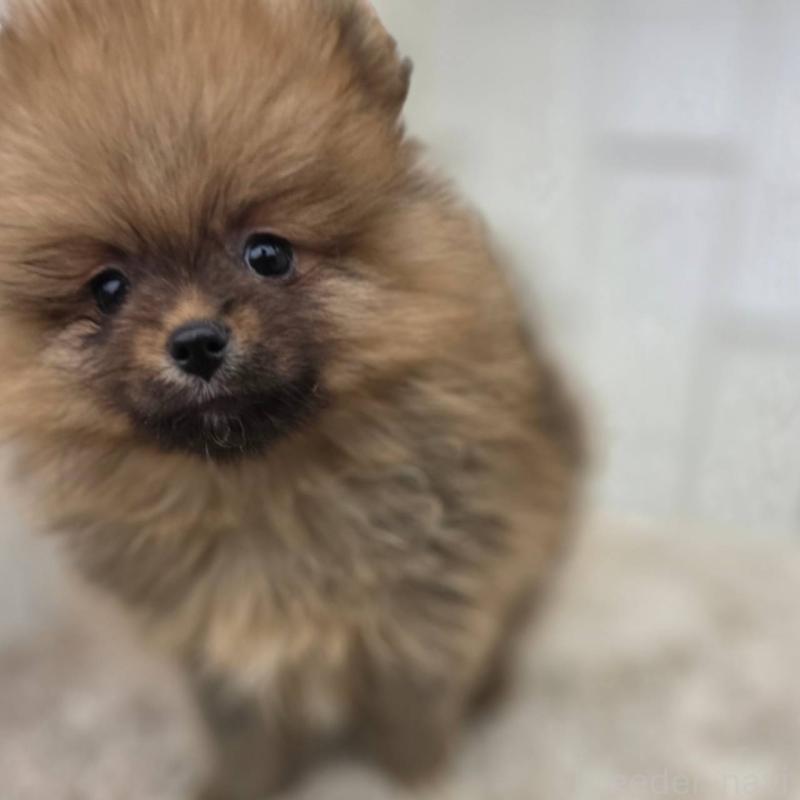 販売中の茨城県のポメラニアン-439502の26枚目