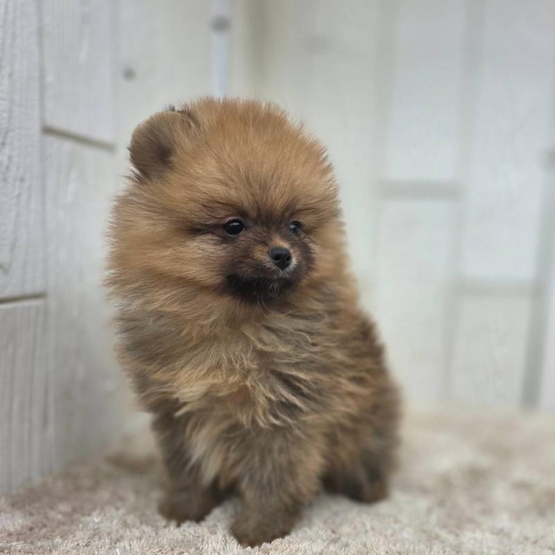 販売中の茨城県のポメラニアン-439502の25枚目