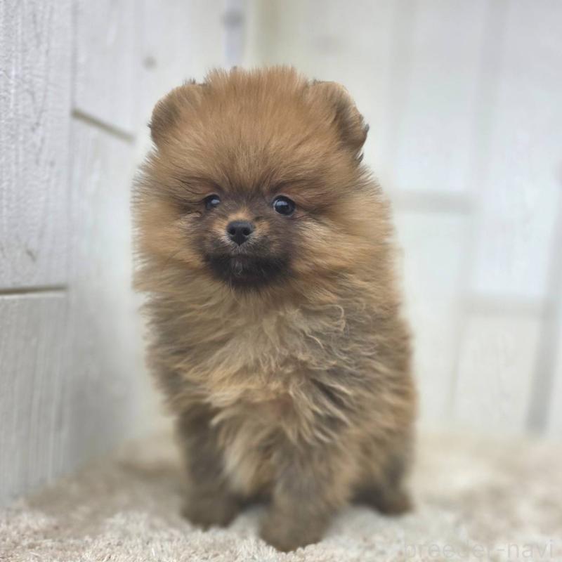 販売中の茨城県のポメラニアン-439502の24枚目