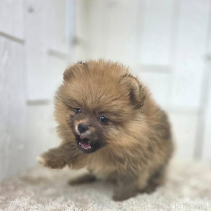 販売中の茨城県のポメラニアン-439502の23枚目