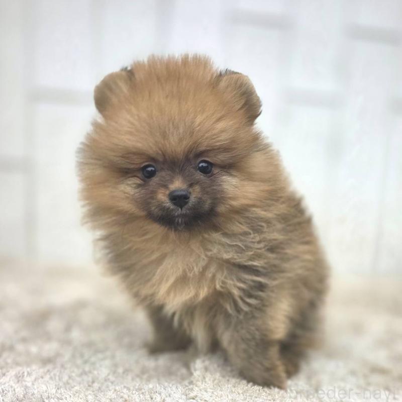 販売中の茨城県のポメラニアン-439502の22枚目