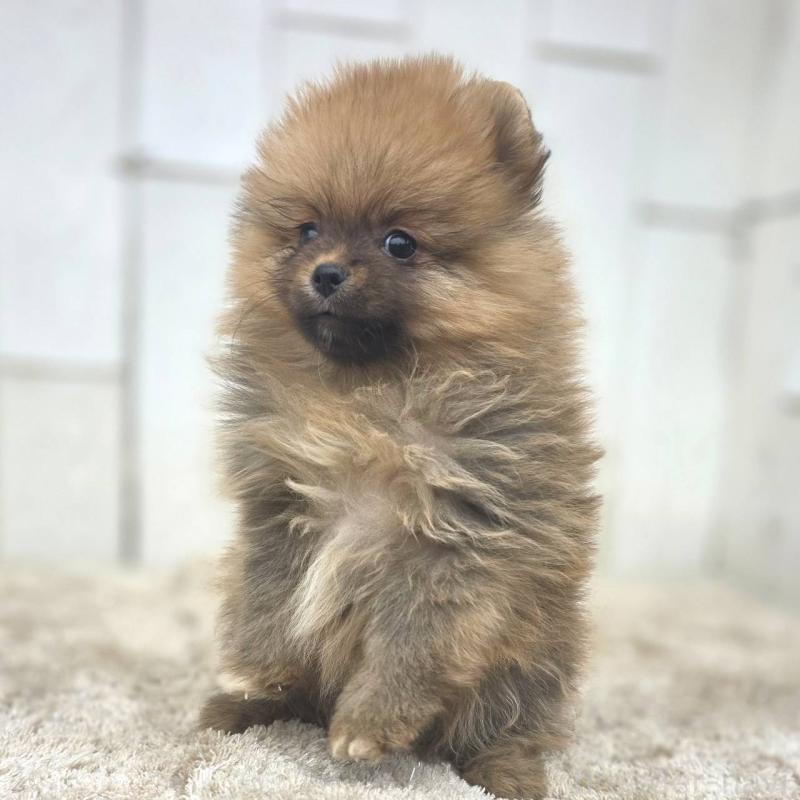 販売中の茨城県のポメラニアン-439502の21枚目