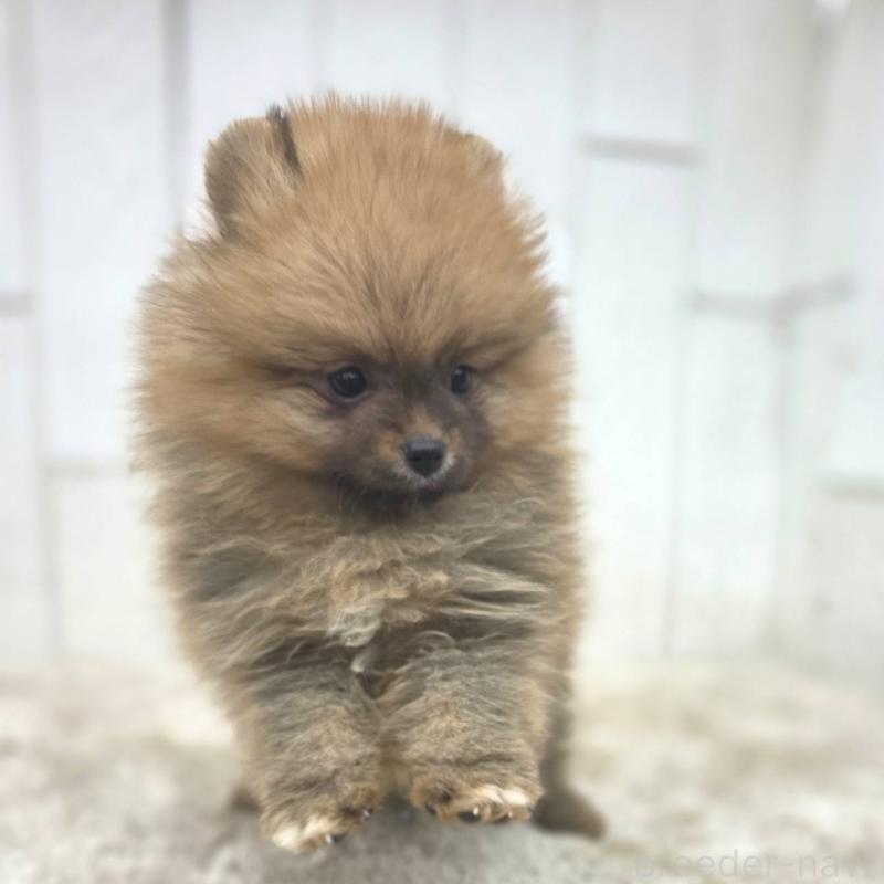 販売中の茨城県のポメラニアン-439502の20枚目