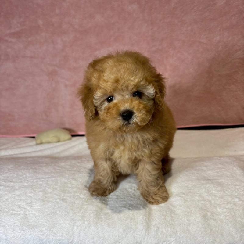 販売中の大阪府のトイプードル-444573の8枚目