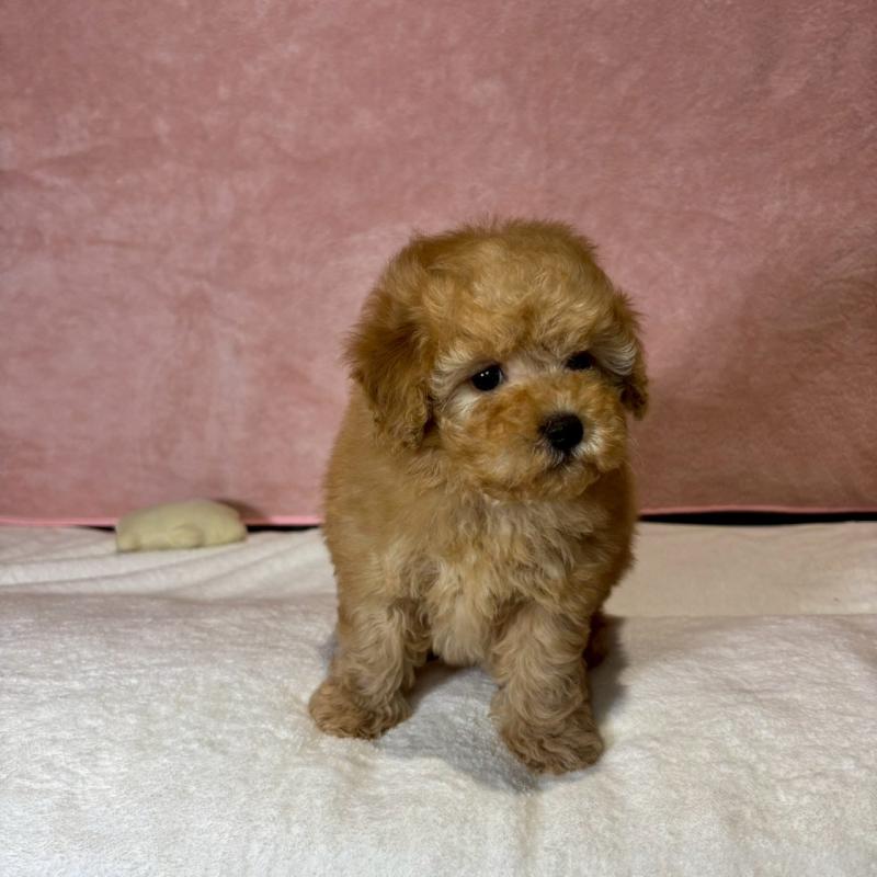 販売中の大阪府のトイプードル-444573の7枚目