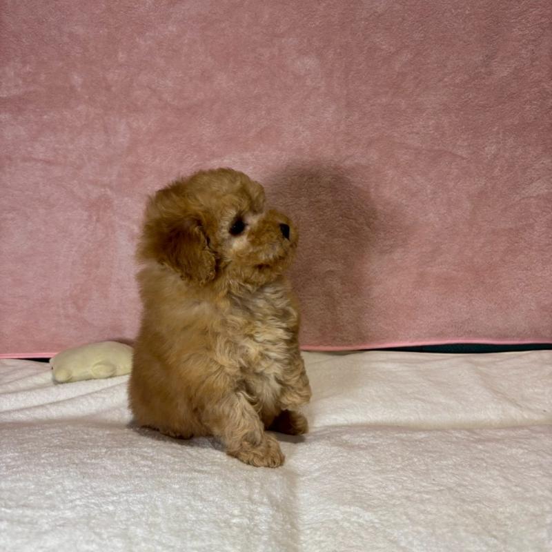 販売中の大阪府のトイプードル-444573の6枚目