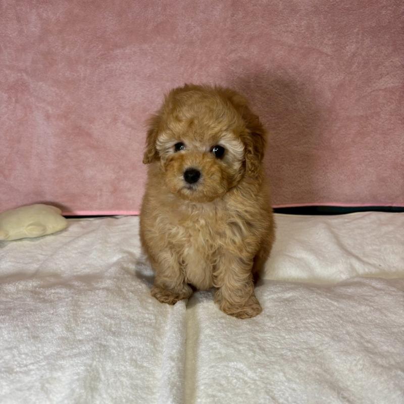 販売中の大阪府のトイプードル-444573の5枚目