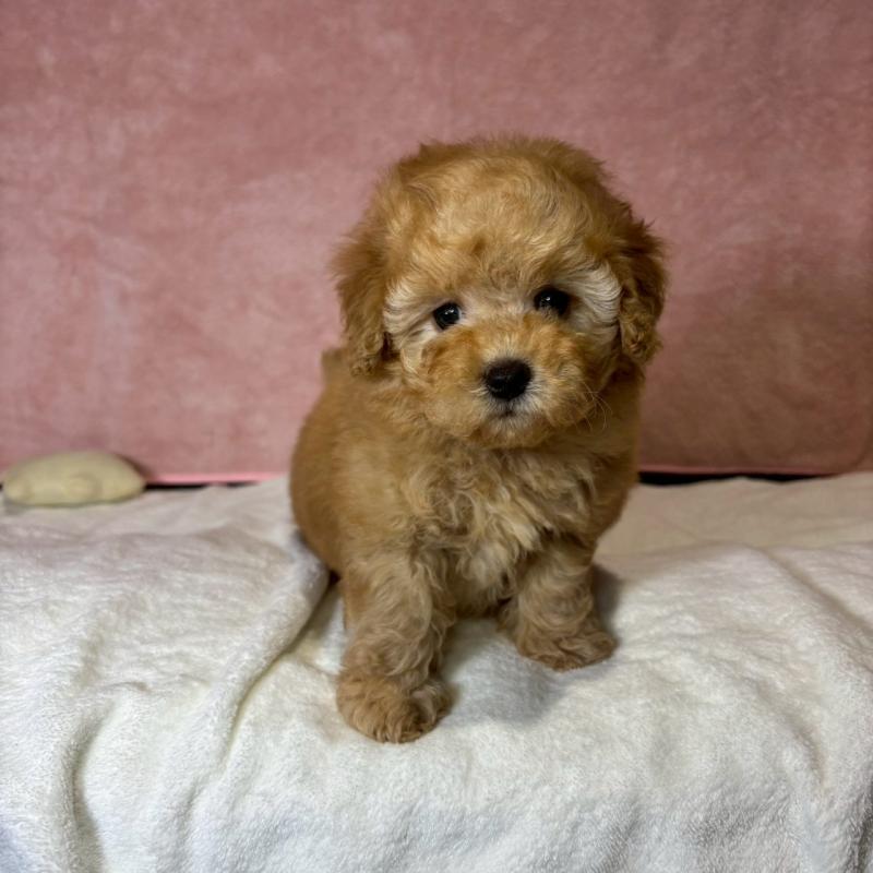 販売中の大阪府のトイプードル-444573の4枚目