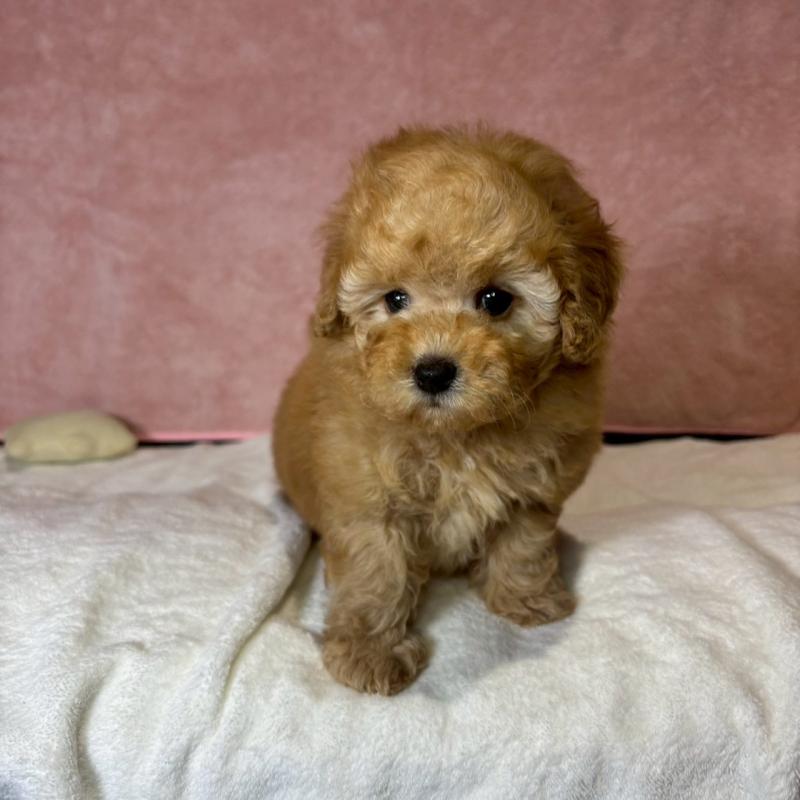 販売中の大阪府のトイプードル-444573の3枚目