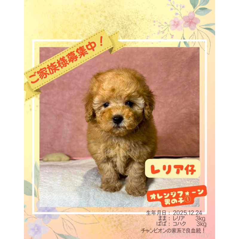 販売中の大阪府のトイプードル-444573