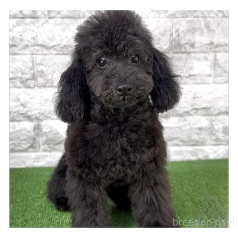 販売中の埼玉県のティーカッププードル-428488