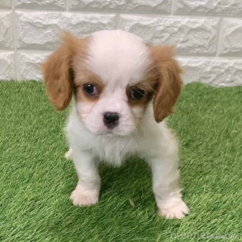 成約済の愛知県のキャバリアキングチャールズスパニエル-439923の1枚目