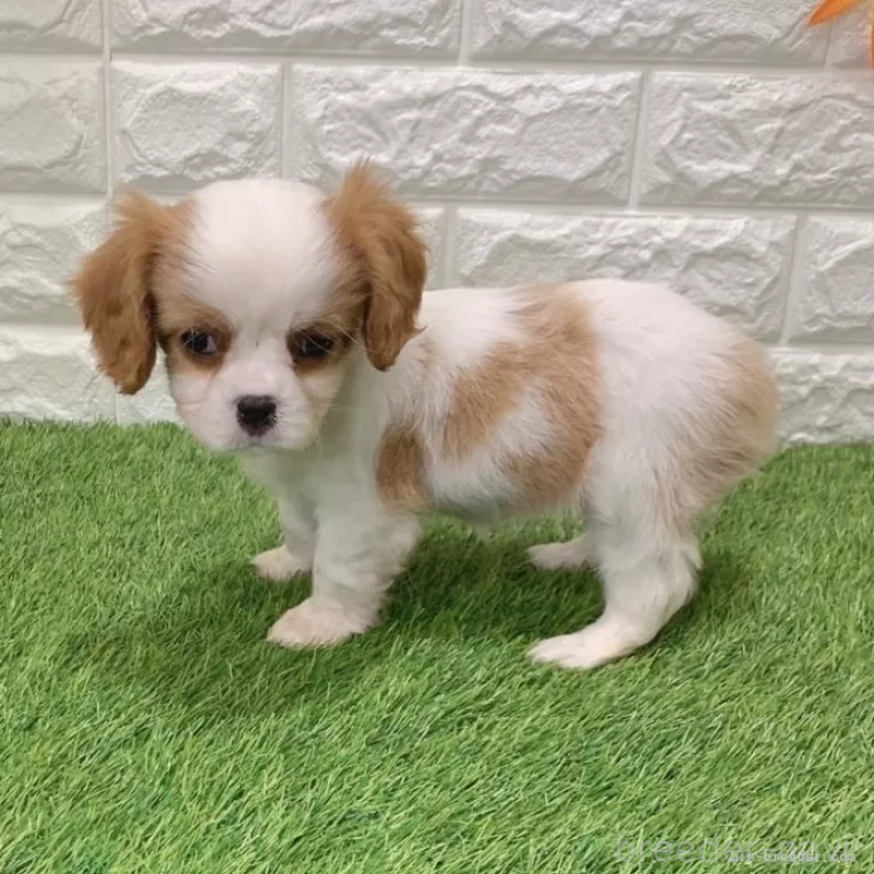 成約済の愛知県のキャバリアキングチャールズスパニエル-439923の5枚目