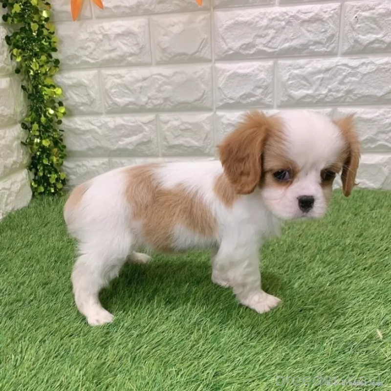 成約済の愛知県のキャバリアキングチャールズスパニエル-439923の4枚目
