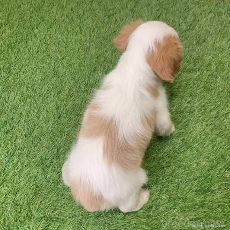 成約済の愛知県のキャバリアキングチャールズスパニエル-439923の2枚目