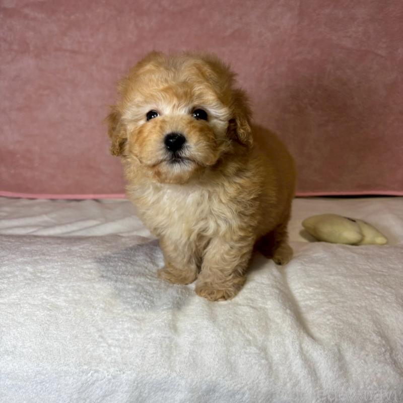 販売中の大阪府のトイプードル-444577の9枚目