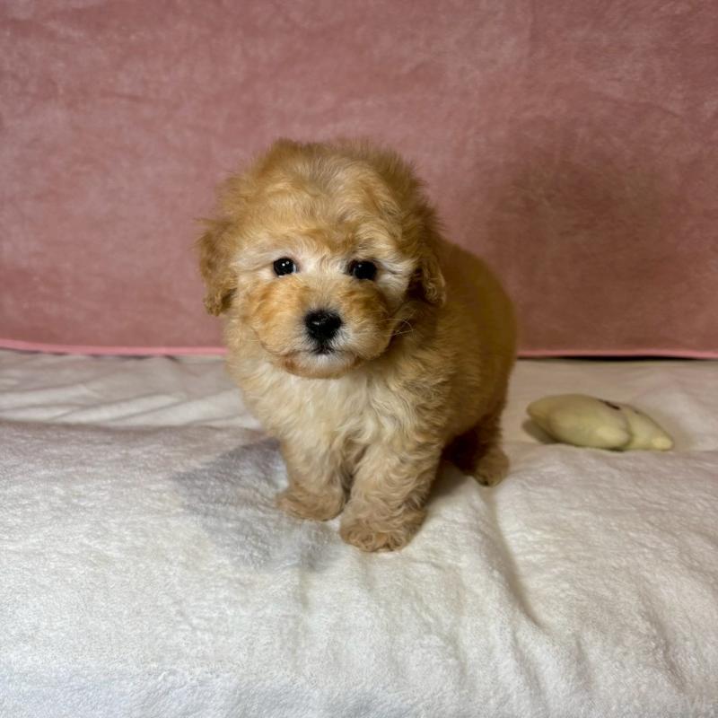 販売中の大阪府のトイプードル-444577の8枚目
