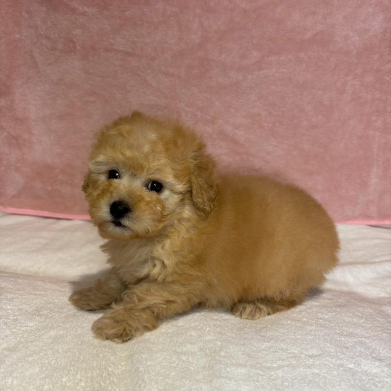 販売中の大阪府のトイプードル-444577の7枚目