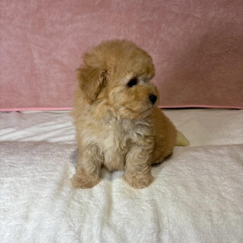 販売中の大阪府のトイプードル-444577の5枚目