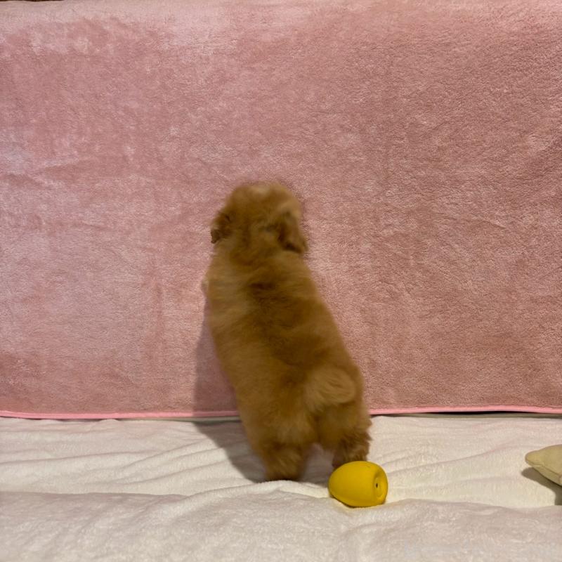 販売中の大阪府のトイプードル-444577の4枚目