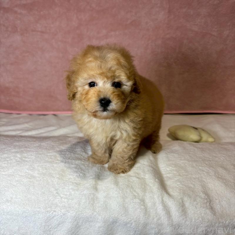 販売中の大阪府のトイプードル-444577の3枚目