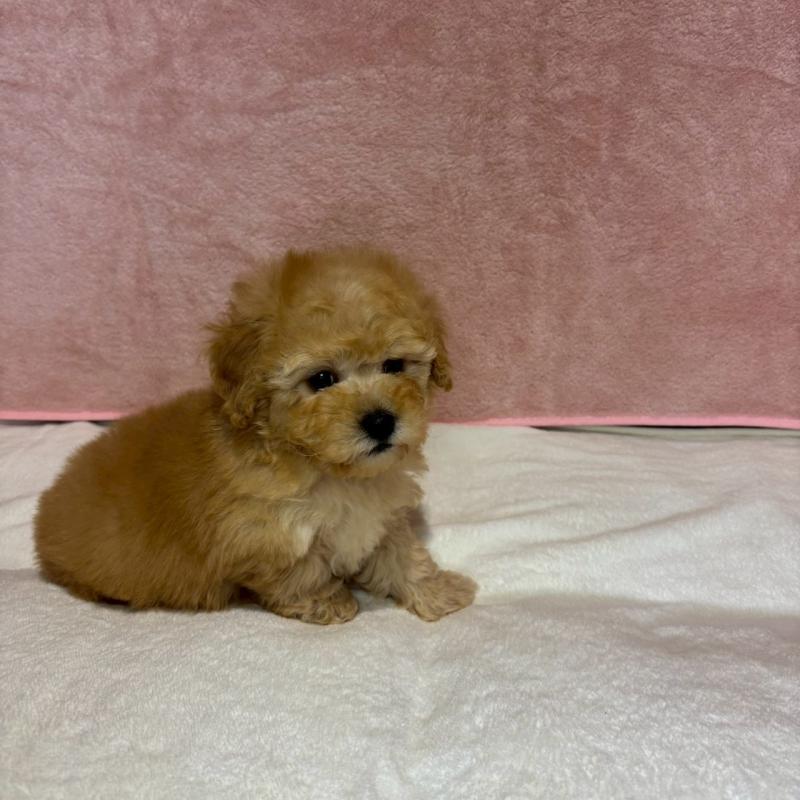 販売中の大阪府のトイプードル-444577の2枚目