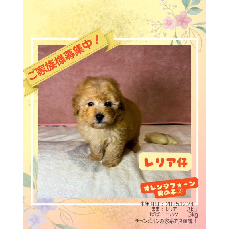 販売中の大阪府のトイプードル-444577の1枚目