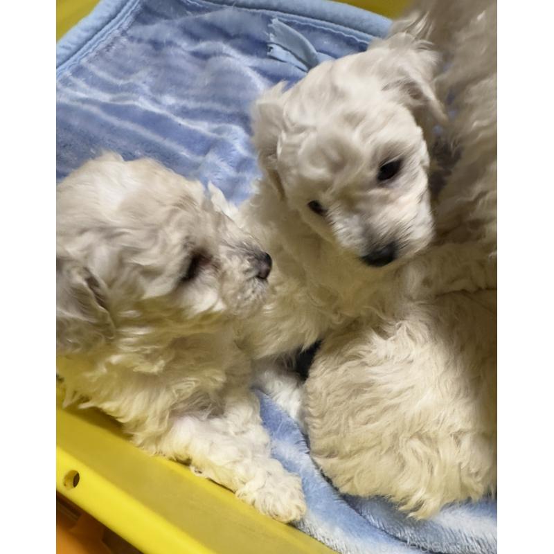 販売中の兵庫県のビションプー:ビションフリーゼ×トイプードル-441309