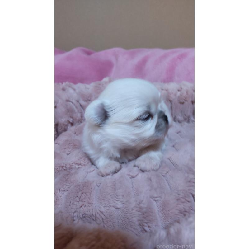 販売中の奈良県のミックス犬-444582の3枚目