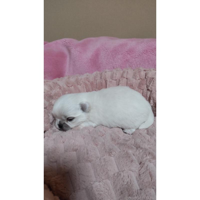 販売中の奈良県のミックス犬-444582の2枚目