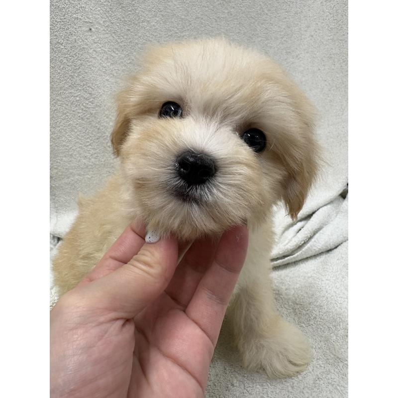 販売中の東京都のマルプー:マルチーズ×トイプードル-435871の5枚目