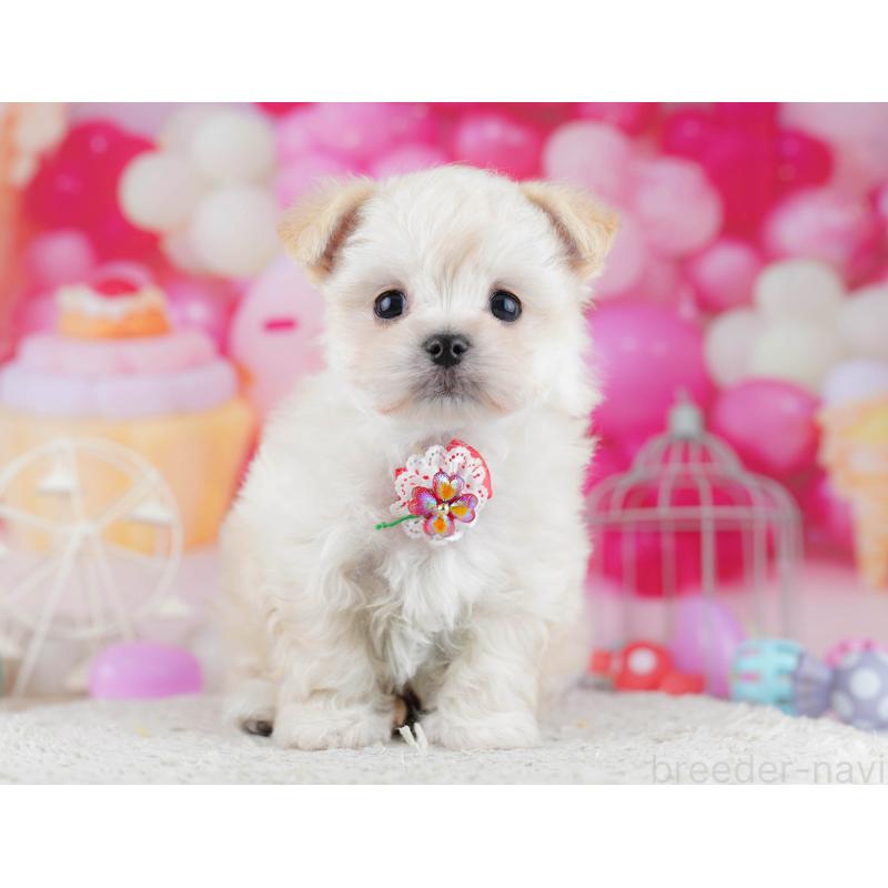 販売中の神奈川県のチワマル:チワワ×マルチーズ-444579の15枚目